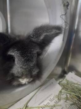 ELLIE -  Angora Rabbit Rabbit for Adoption in Tallahassee, Florida - ELLIE | PetCurious