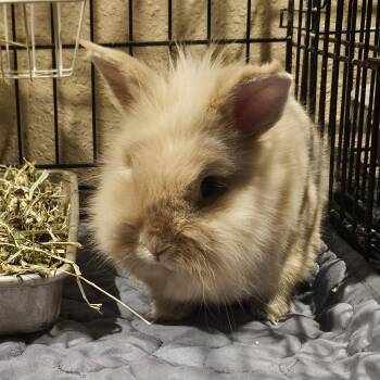 Lionhead Rabbits Available for Adoption in Foley, Alabama - Teddy Sr.  | PetCurious