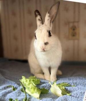 Avery -  Hotot Rabbit for Adoption in Santa Cruz, California - Avery | PetCurious