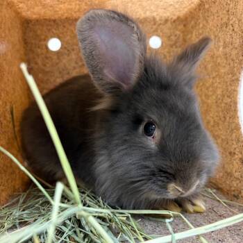 Bugs -  Lionhead and Rex Rabbit for Adoption in Reno, Nevada - Bugs | PetCurious