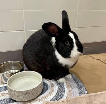 Rescue Bunny Rabbit Rabbits for Adoption in Leesburg, Virginia - AUGGIE | PetCurious