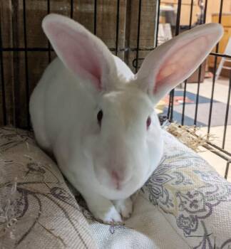Evan -  Rex Rabbit for Adoption in Gainesville, Florida - Evan | PetCurious