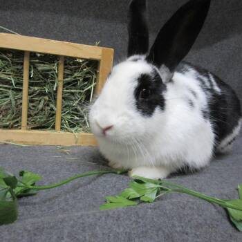 Blitzen -  English Spot Rabbit Available for Adoption in Wilmington, Delaware - Blitzen | PetCurious
