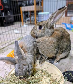 Rescue Bunny Rabbit Rabbits for Adoption in Kent, Washington - Hollister And Aeropostale | PetCurious