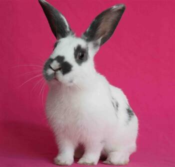 Rescue Bunny Rabbit Rabbits for Adoption in San Jose, California - KORA | PetCurious