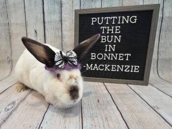 Mackenzie -  Californian Rabbit for Adoption in Columbus, Ohio - Mackenzie | PetCurious