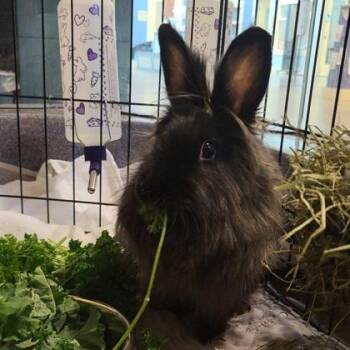 Couch -  Bunny Rabbit Rabbit for Adoption in Richmond, Virginia - Couch | PetCurious