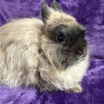 Rescue Jersey Wooly Rabbits for Adoption in Edinburg, Pennsylvania - Taylor: Video !! | PetCurious