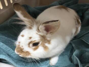 OVERTIME -  Bunny Rabbit Rabbit for Adoption in Derwood, Maryland - OVERTIME | PetCurious