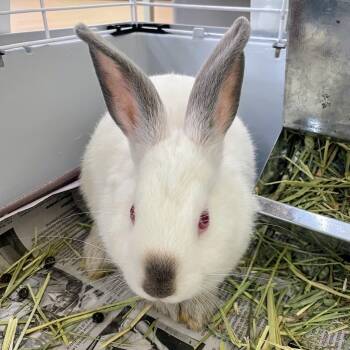Menifee -  Californian and Silver Fox Rabbit for Adoption in Lyndhurst, Virginia - Menifee | PetCurious