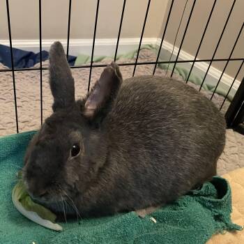 Rescue Silver Fox Rabbits for Adoption in Andover, Connecticut - Harlow | PetCurious