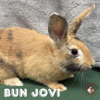 American Rabbits Available for Adoption in Frederick, Maryland - Bun Jovi  | PetCurious