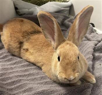 Rescue Bunny Rabbit Rabbits for Adoption in Nashville, Tennessee - HONEY | PetCurious