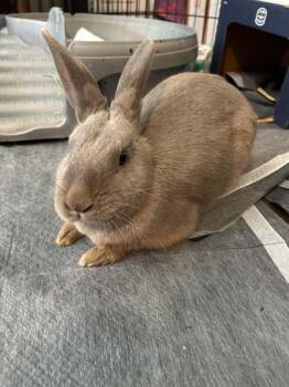 Pepito -  Rex Rabbit for Adoption in Woodfin, North Carolina - Pepito | PetCurious