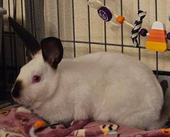 Rescue Californian Rabbits for Adoption in Folsom, California - Pancake | PetCurious