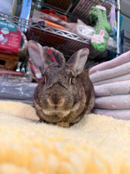 Hawthorn -  American Rabbit for Adoption in Mill Valley, California - Hawthorn | PetCurious