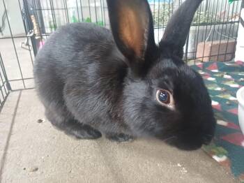 Bunny Rabbit Rabbits Available for Adoption in Las Vegas, Nevada - Romeo (PEN 11) | PetCurious