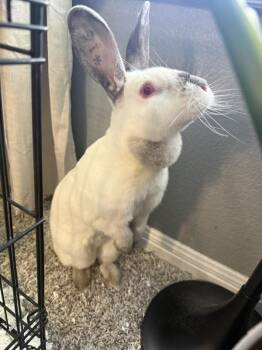 Martha -  Bunny Rabbit Rabbit for Adoption in Austin, Texas - Martha | PetCurious