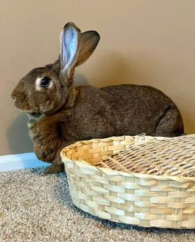 Elephant -  Flemish Giant Rabbit for Adoption in Saint Charles, Missouri - Elephant | PetCurious