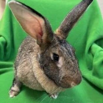 Rescue Flemish Giant Rabbits for Adoption in Fort Worth, Texas - Judy | PetCurious