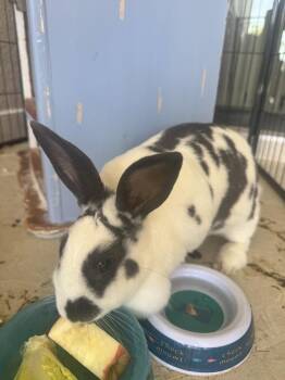 Stella -  English Spot Rabbit for Adoption in Naples, Florida - Stella | PetCurious