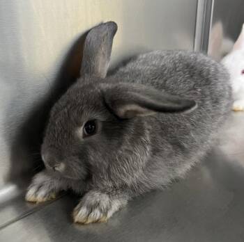 Pig-Pen -  Dwarf Rabbit for Adoption in Sioux City, Iowa - Pig-Pen | PetCurious