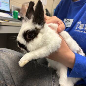 Button -  Lionhead Rabbit for Adoption in Dekalb, Illinois - Button | PetCurious