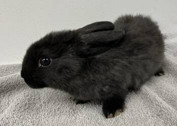 Bunny Rabbit Rabbits Available for Adoption in Westford, Massachusetts - Cronut | PetCurious
