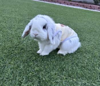 Bunny Rabbit Rabbits Available for Adoption in Las Vegas, Nevada - Binky (PEN 3) | PetCurious