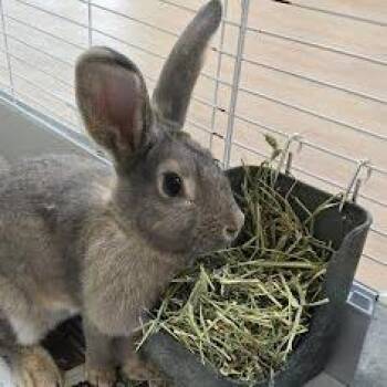 Sgt Gray -  New Zealand and Bunny Rabbit Rabbit for Adoption in Lyndhurst, Virginia - Sgt Gray | PetCurious