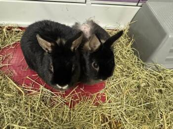 Sprout -  Netherland Dwarf Rabbit for Adoption in Dallas, Pennsylvania - Sprout | PetCurious