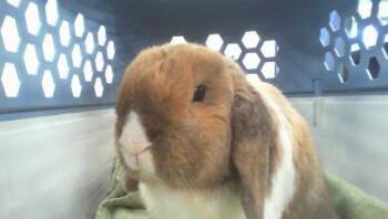 A1271107 -  Bunny Rabbit Rabbit for Adoption in Charlotte, North Carolina - A1271107 | PetCurious