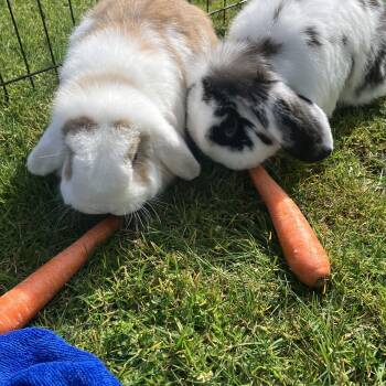 Lop Eared Rabbits Available for Adoption in Gig Harbor, Washington - Monty & Sully | PetCurious