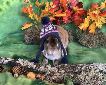 Rescue Mini Rex Rabbits for Adoption in San Antonio, Texas - Captain | PetCurious