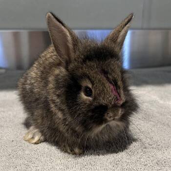 IVHS-Stray-138371 -  Lionhead Rabbit for Adoption in San Gabriel, California - IVHS-Stray-138371 | PetCurious