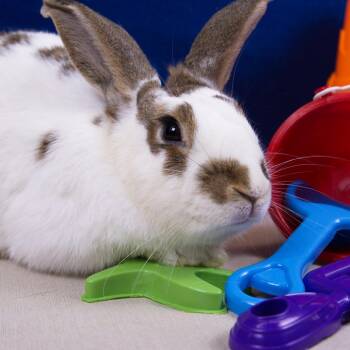 Reno -  American Rabbit for Adoption in Wilmington, Delaware - Reno | PetCurious