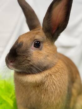 Rescue American Sable Rabbits for Adoption in Westerville, Ohio - Toast | PetCurious