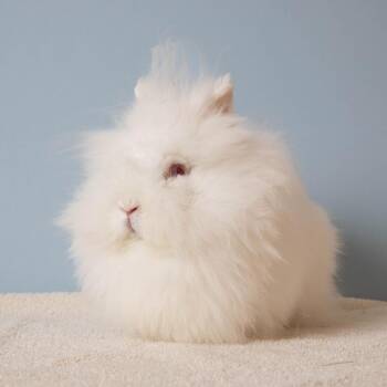 Dr. Mel King -  Lionhead Rabbit for Adoption in Richmond, California - Dr. Mel King | PetCurious