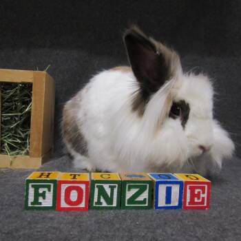 Lionhead Rabbits Available for Adoption - Fonzie | PetCurious