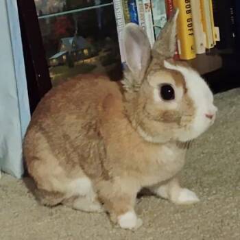 Hazelnut -  Netherland Dwarf and Bunny Rabbit Rabbit for Adoption in Wheaton, Illinois - Hazelnut | PetCurious