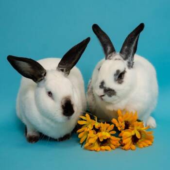 Rescue English Spot Rabbits for Adoption in Houston, Texas - MacDuff | PetCurious