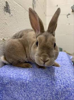HENRY -  Mini Rex Rabbit for Adoption in Fairbanks, Alaska - HENRY | PetCurious