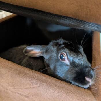 American Rabbits Available for Adoption in Fairport, New York - Luna | PetCurious
