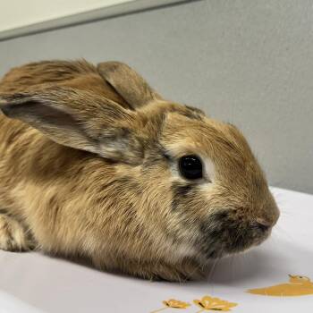 American Rabbits Available for Adoption - Thumper | PetCurious