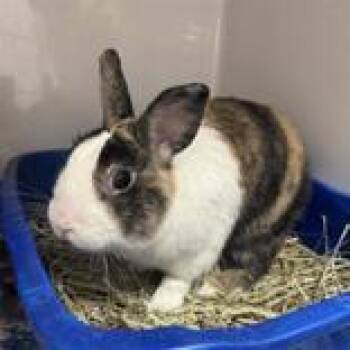 Chungus -  Dutch Rabbit for Adoption in Hilliard, Ohio - Chungus | PetCurious
