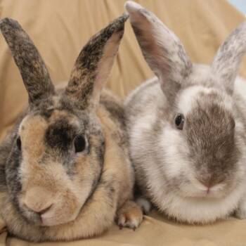 Coco -  Harlequin Rabbit for Adoption in Champaign, Illinois - Coco | PetCurious