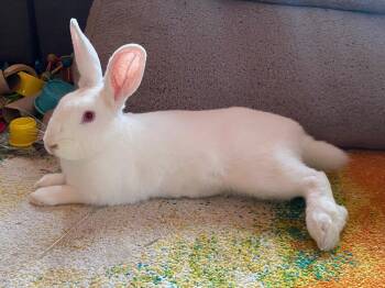 New Zealand Rabbits Available for Adoption - Wrigley | PetCurious