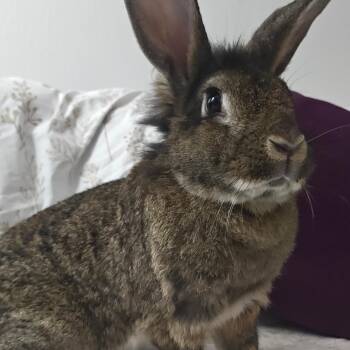 Rescue Lionhead Rabbits for Adoption in Livermore, California - Capri | PetCurious