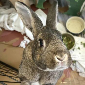 Rescue American Rabbits for Adoption in Vacaville, California - James Brown - I Feel Good! | PetCurious