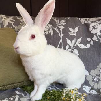 Lili -  New Zealand Rabbit for Adoption in Livermore, California - Lili | PetCurious
